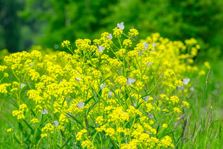 aporia crataegi, pieridae. a lot of white cabbage butterflies are sitting on a yellow flowerの写真素材