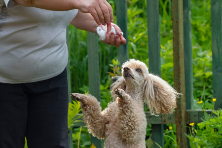 view of the muzzle of a dog, a poodle, which is trained with a piece of sausageの写真素材