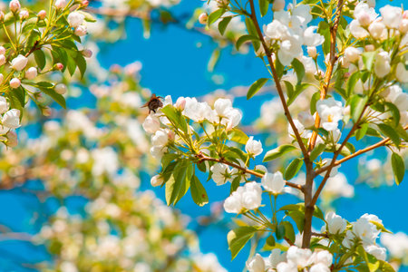 view of white flowers, petals, buds of an apple tree on a tree branch