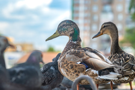 view of a bird, a Siberian mallard duck on the city embankmentの写真素材