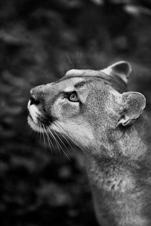 アメリカライオンの写真 イラスト素材一覧 3 233件 ストックフォトのamanaimages Plus