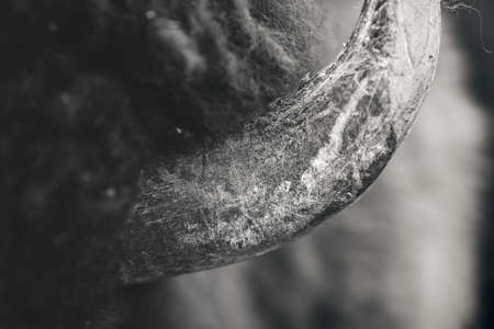 Horn of a Buffalo. American bison (Bison bison) closeup.の写真素材