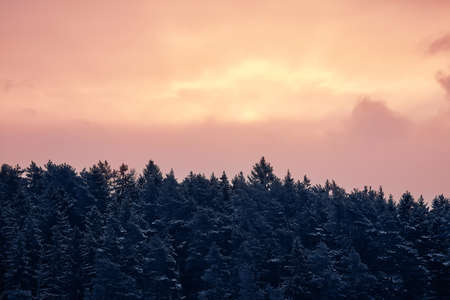 Winter forest in Sweden. nature on the shore of the fjord.の写真素材