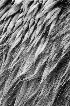 Brown bear (Ursus arctos) fur texture. Wild life animal.