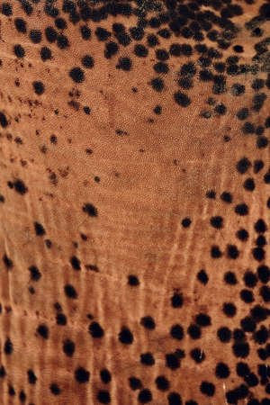 Elephant skin texture abstract background.の写真素材