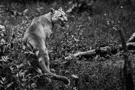 Portrait of Beautiful Puma. Cougar, mountain lion, puma, panther, striking pose, scene in the woods, wildlife America.の写真素材