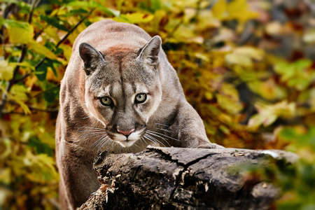 Portrait of Beautiful Puma in autumn forest. American cougar - mountain lion, striking pose, scene in the woods, wildlife America.の写真素材