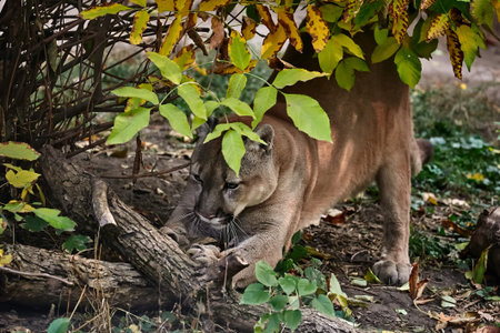 Portrait of Beautiful Puma in autumn forest. American cougar - mountain lion, striking pose, scene...