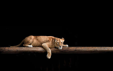 Lioness Portrait in the dark.の写真素材