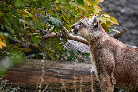 Portrait of Beautiful Puma in autumn forest. American cougar - mountain lion, striking pose, scene in the woods, wildlife America.の写真素材