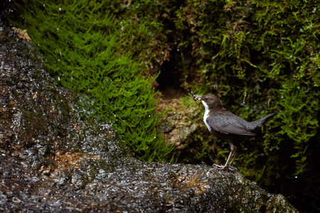 Dipper (cinclus cinclus) gathering food for its chicks.の写真素材