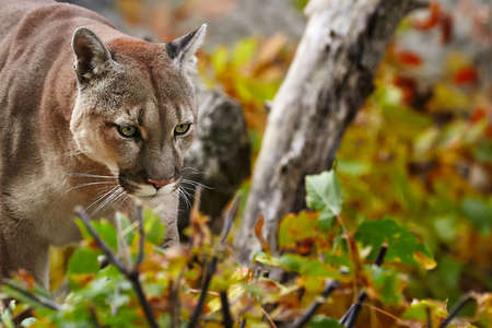 Portrait of Beautiful Puma in autumn forest. American cougar - mountain lion, striking pose, scene in the woods, wildlife America.の写真素材