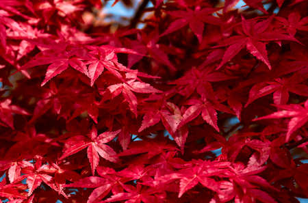 Red leaf. Leaf texture background.の写真素材