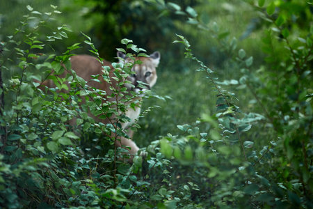 Portrait of Beautiful Puma. Cougar, mountain lion, puma, panther, striking pose, scene in the woods,...