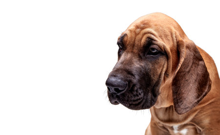 Mastiff Puppy. Brazilian Mastiff also known as Fila Brasileiro. Puppy on white background.の写真素材