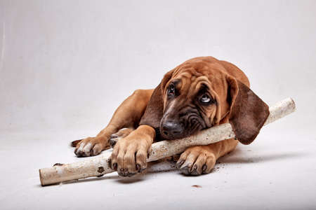 Mastiff Puppy. Brazilian Mastiff also known as Fila Brasileiro. Puppy on white background.の写真素材