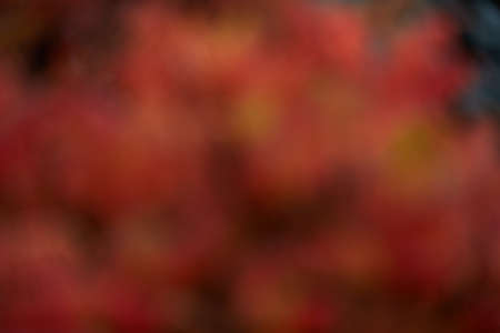 Colors of autumn, Blurred and reddened the leaves of the trees. Warm color tones blurred nature background. Blurry natural bokeh.の写真素材