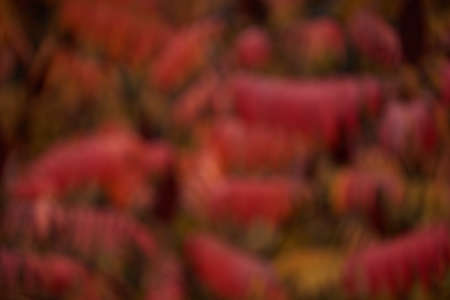 Colors of autumn, Blurred and reddened the leaves of the trees. Warm color tones blurred nature background. Blurry natural bokeh.の写真素材