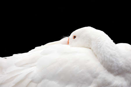 White goose on black background. Portrait of a white goose on a black background.の写真素材