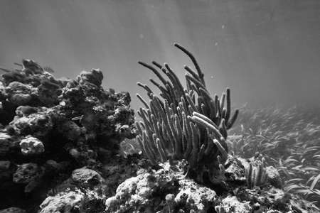 Underwater world. Tropical transparent ocean. Still Calm Sea Water Surface With Clear Sky And Underwater World Discovered.の写真素材