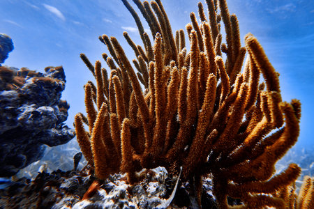 Underwater world. Tropical transparent ocean. Still Calm Sea Water Surface With Clear Sky And Underwater World Discovered.の写真素材