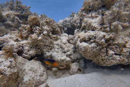 Underwater world. Tropical transparent ocean. Still Calm Sea Water Surface With Clear Sky And Underwater World Discovered.の写真素材