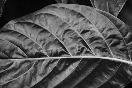 leaves of ficus. Aspidistra leaves. Beauty of tropical plants.の写真素材