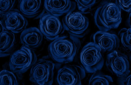 Beautiful blue roses background. Classic Blue color. Fashionable colorの写真素材