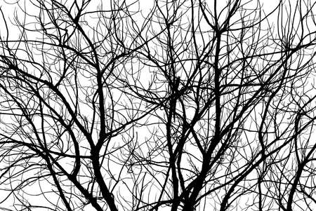 Tree branches. Outline of branches is an Abstract background.の写真素材