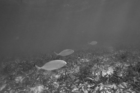 Underwater world. Tropical transparent ocean. Still Calm Sea Water Surface With Clear Sky And Underwater World Discovered.の写真素材