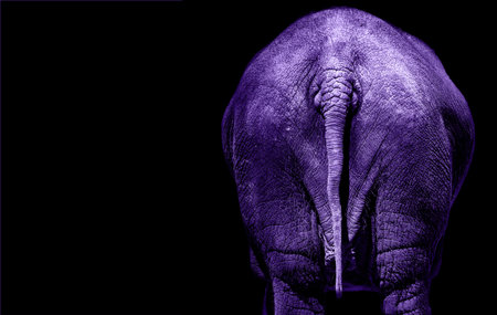 The Behind of a Elephant, Ultra Violet Tail Elephant, Elephant Rear View.の写真素材