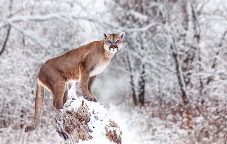 Portrait of a cougar, mountain lion, puma, panther, striking a pose on a fallen tree, Winter scene in the woods.の写真素材