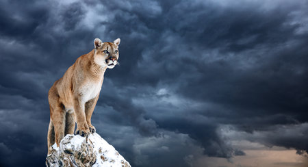 Portrait of a cougar, mountain lion, puma, panther, striking a pose on a fallen tree.の写真素材
