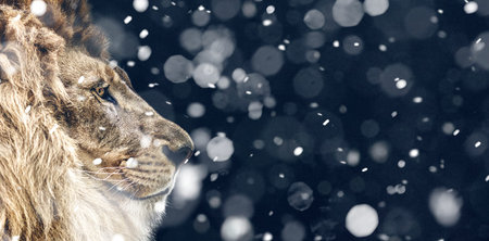 Portrait of a Beautiful lion, snowfall is coming.