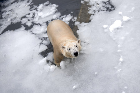 White bear in the sea (Ursus maritimus), swimming in the ice. king of the arctic.