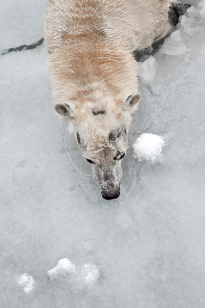 White bear in the sea (Ursus maritimus), swimming in the ice. king of the arctic.の写真素材