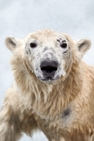 polar bear (Ursus maritimus). Young bear looks at the camera.の写真素材