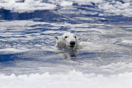 White bear in the sea (Ursus maritimus), swimming in the ice. king of the arctic.の写真素材