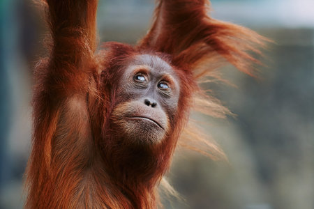 Orangutan. portrait of young monkeys.