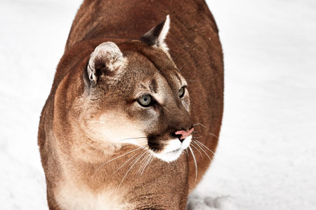 Beautiful Portrait of a Canadian Cougar. mountain lion, puma, panther, Winter scene in the woods. wildlife America.の写真素材