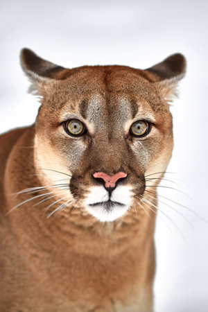 Beautiful Portrait of a Canadian Cougar. mountain lion, puma, panther, Winter scene in the woods. wildlife America.の写真素材