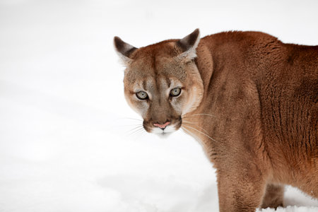 canadian puma