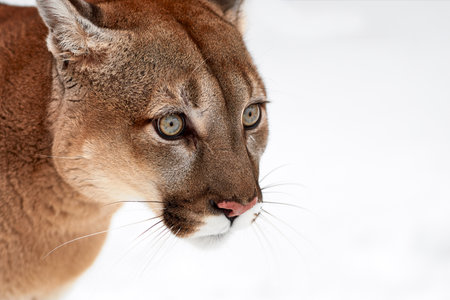 canadian puma
