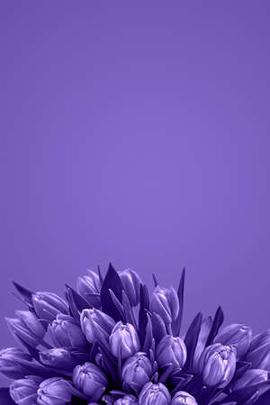 Tulips Flower card. fresh spring flowers with water drops. floral backdrop.の写真素材