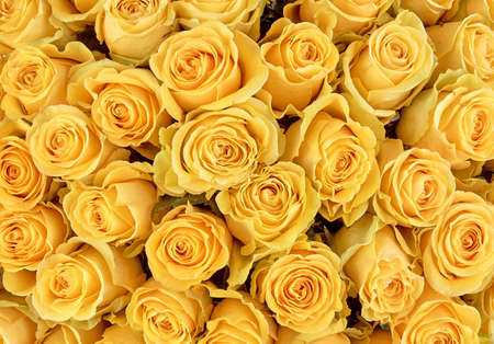 floral background. roses background flower backgroundの写真素材