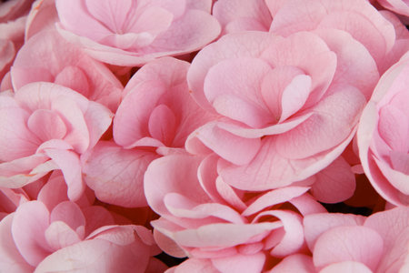 Pink Hydrangeas (Hydrangea macrophylla). flower background