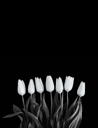 White tulips on black background.の写真素材