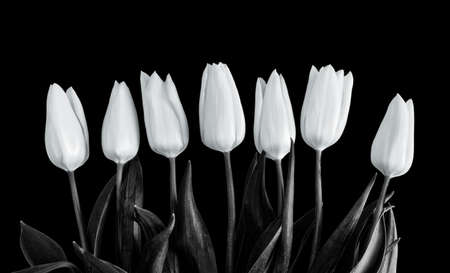 White tulips on black background.の写真素材