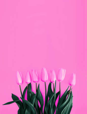 Pink tulips on a pink background.の写真素材