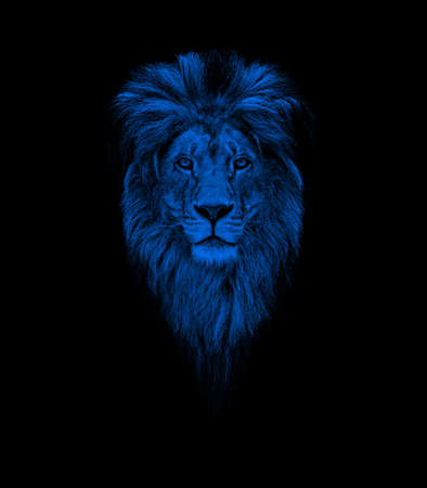 Portrait of a Beautiful lion, lion in dark. Portrait of a leader. king.の写真素材